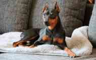 Doberman mini (zvergpincher): која е уникатноста на кучето, и како да расте храбра стража...